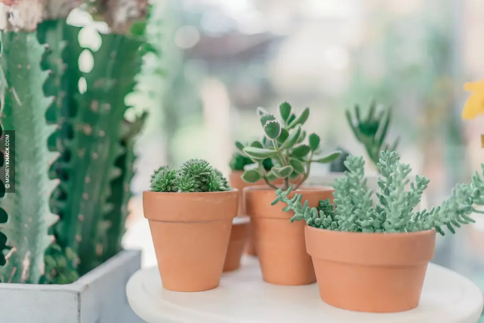 How To Make Money Growing Succulents
